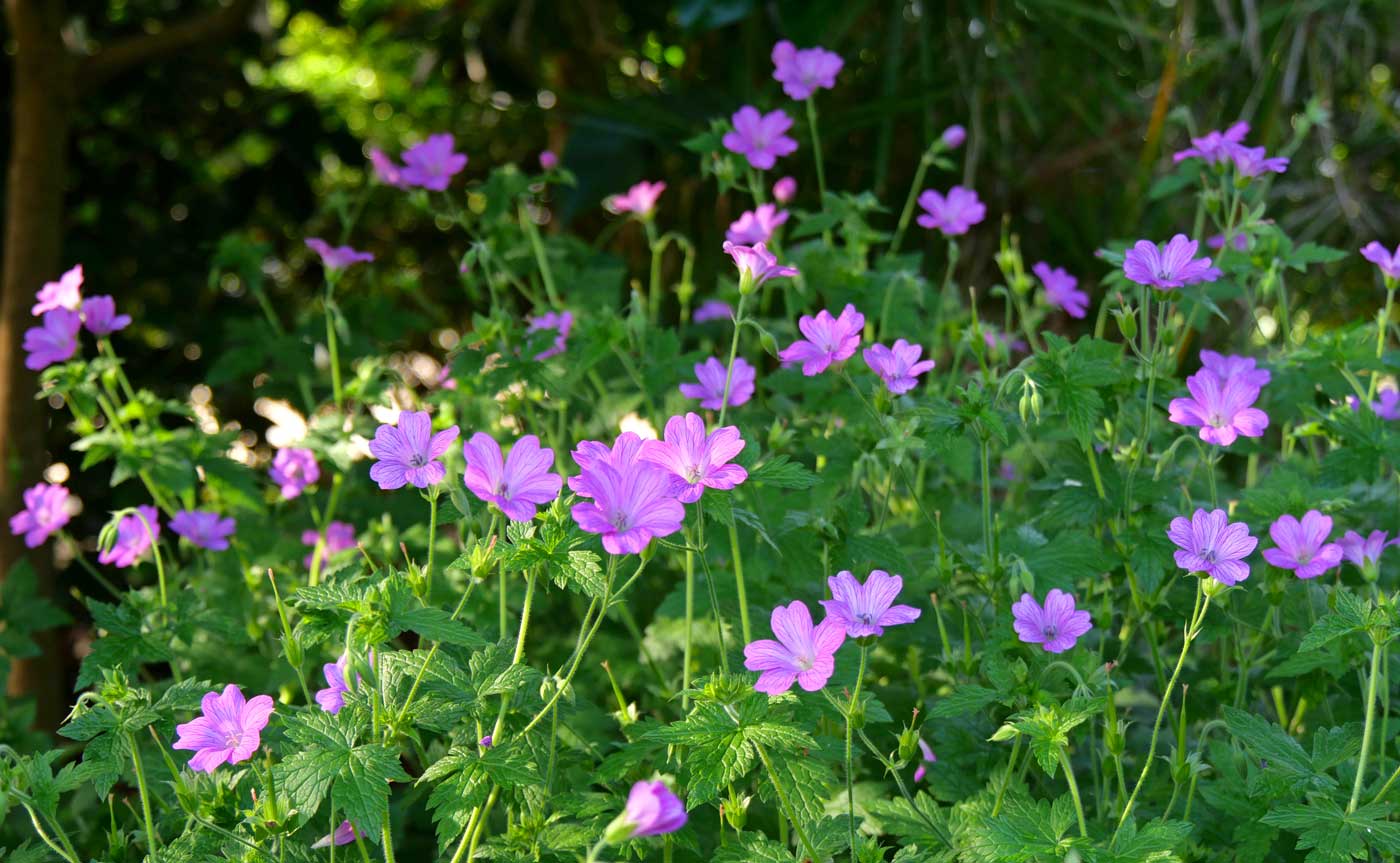 Jardin résidence services seniors Lorient