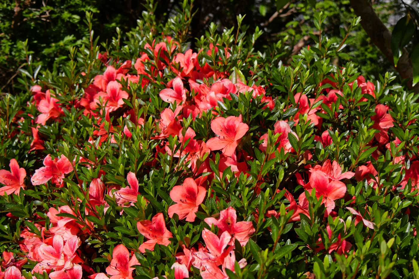 Jardin résidence services seniors Lorient